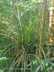Pandanus piniformis