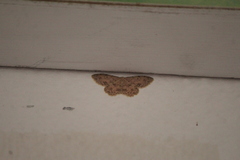 Scopula plantagenaria