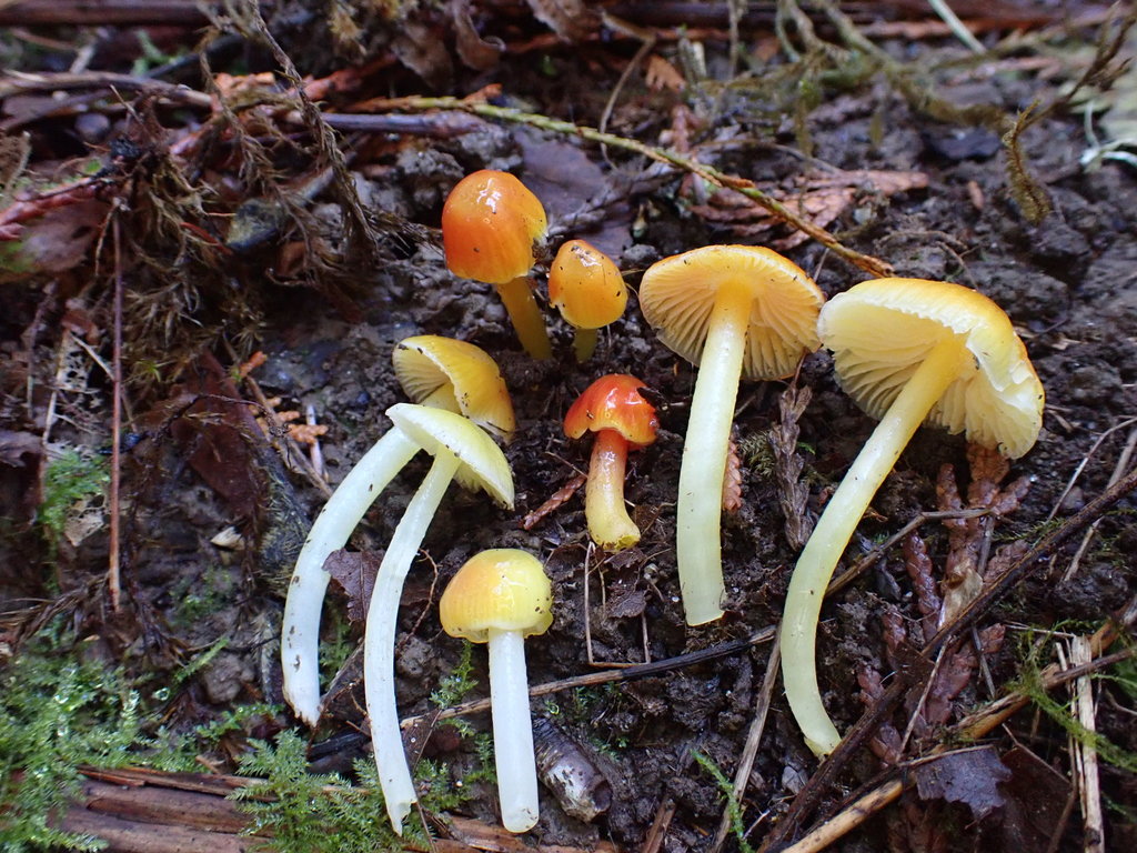 Hygrocybe sp. 'fenestrata'