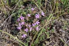 Thymus eravinensis