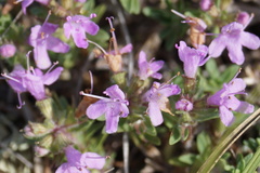 Thymus eravinensis