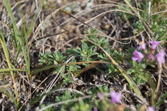 Thymus eravinensis
