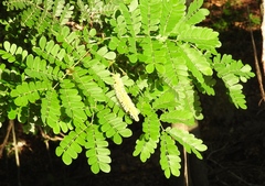 Piptadenia obliqua