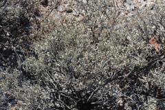 Parthenium argentatum