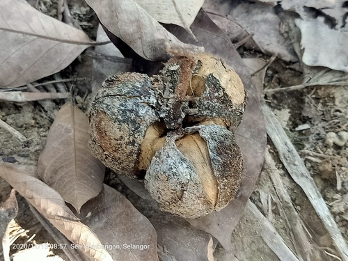 Hevea brasiliensis