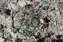 Coryphantha poselgeriana