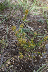 Artemisia palustris