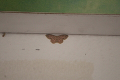 Scopula plantagenaria