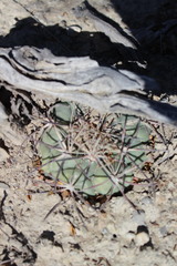 Coryphantha poselgeriana