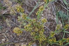 Artemisia palustris