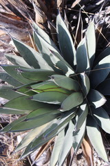 Agave nickelsiae
