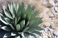 Agave nickelsiae