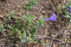 Scutellaria scordifolia