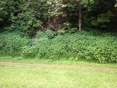 Microstegium vimineum