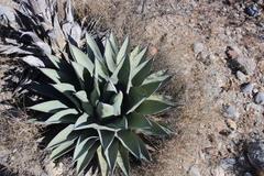 Agave nickelsiae