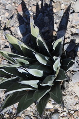 Agave nickelsiae