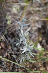 Cymbaria daurica