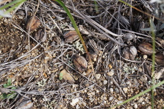 Cymbaria daurica