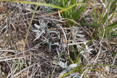 Cymbaria daurica
