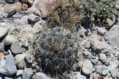 Coryphantha poselgeriana