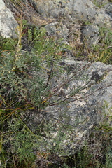 Artemisia messerschmidtiana