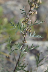 Artemisia messerschmidtiana