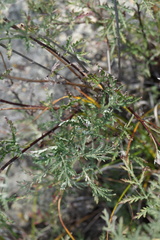 Artemisia messerschmidtiana