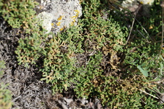 Selaginella sanguinolenta