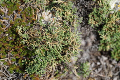 Selaginella sanguinolenta