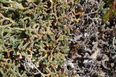 Selaginella sanguinolenta