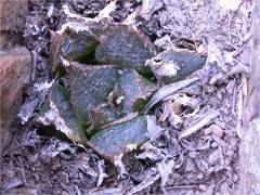 Haworthia mirabilis triebneriana