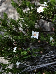 Cyanothamnus nanus
