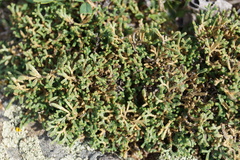 Selaginella sanguinolenta