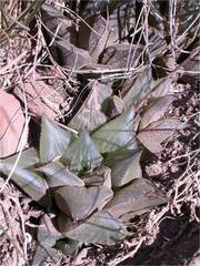 Haworthia mirabilis