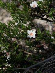 Cyanothamnus nanus