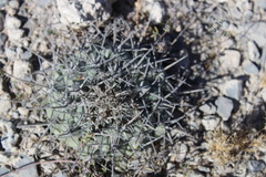 Coryphantha poselgeriana