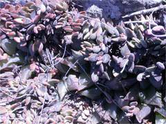 Haworthia mirabilis