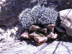 Haworthia mirabilis
