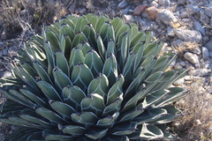 Agave nickelsiae