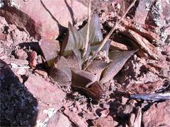 Haworthia mirabilis