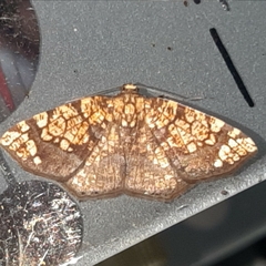 Nematocampa completa