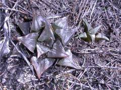 Haworthia mirabilis badia