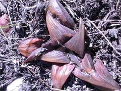 Haworthia mirabilis badia