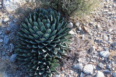 Agave nickelsiae