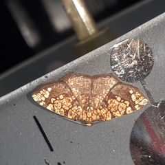 Nematocampa completa