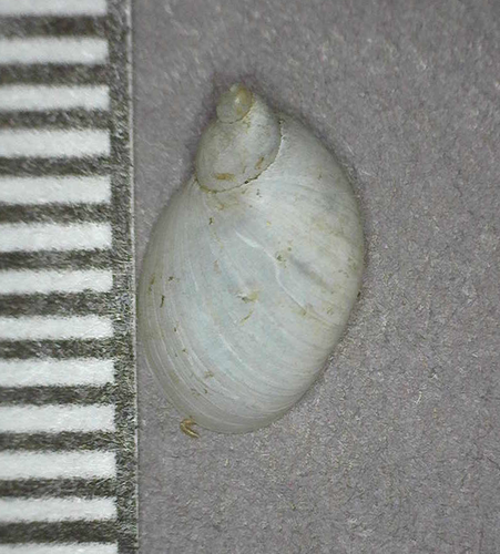 Succinea observed 2018-03-15