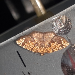 Nematocampa completa