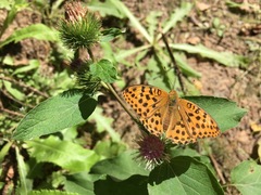 Argynnis laodice