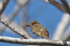 Myiarchus magnirostris
