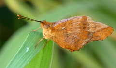 Euptoieta hegesia